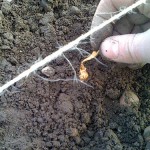 Shallot Planted