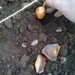 Planting Shallot