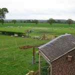Sheep