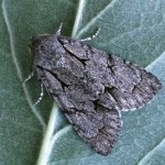 Dagger Moth