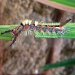 Vapourer Moth Caterpillar