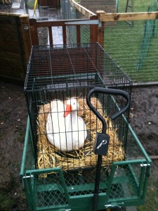 Barty Mobile