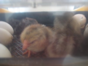 2014 Hatching 3