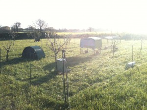 Light Sussex Bantams in the Little Orchard