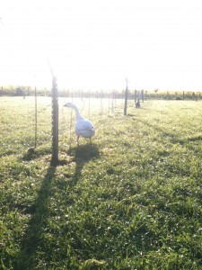 Barty in the Big Orchard