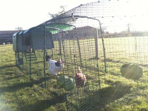 Daisy and Gert