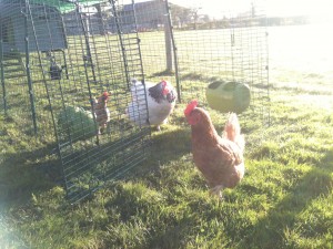 Spotty, Daisy and Gert in the Morning Sun