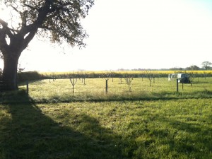 Little Orchard Sunrise