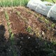 2014 Root Crops