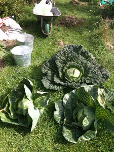 2013 Cabbages