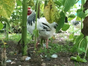 2013 Jungle Fowl