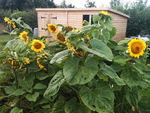 2013 Sunflowers