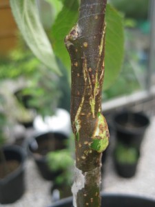 Beeley Pippin graft closeup