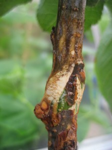 Old Merrybower graft closeup