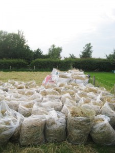 Hay bags looking to the right