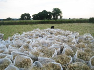 Hay bags looking straight ahead
