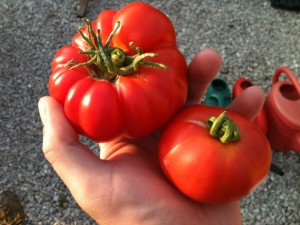 2014 Tomatoes