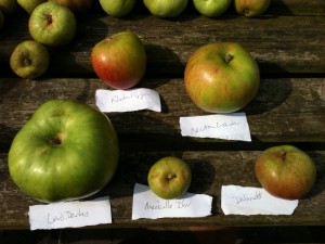Cider Making 1