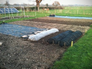2015 Root Veg Sowing 4