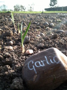 2015 Root Veg Sowing 5