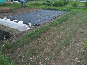 2015 Onion Patch