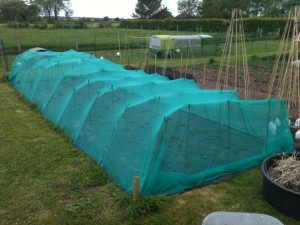2015 Brassicas Outside