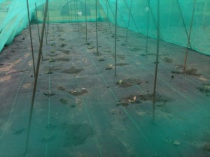 2015 Brassicas Inside