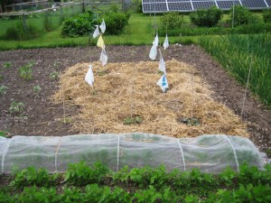2015 Squash Patch