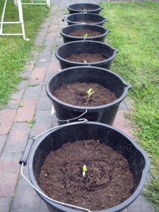 2015 june aubergines