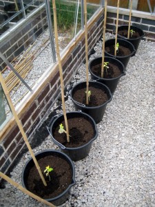 2015 june cucumbers