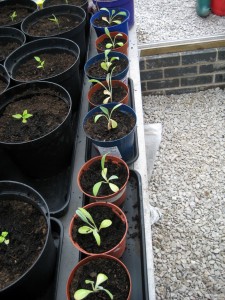2015 june globe artichokes