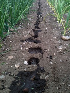 2015 June Leeks Planted