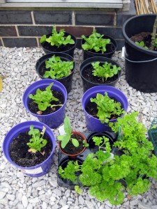 2015 june lettuce