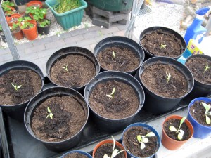 2015 june sweet peppers
