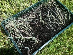 2015 Baby Leeks