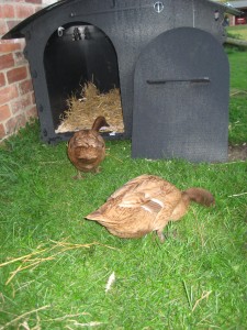 2015 new duck house