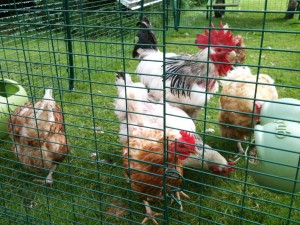 2015 holiday chooks 1