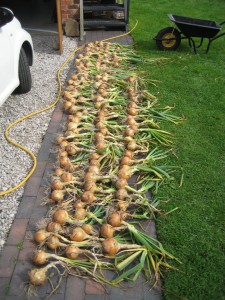 Stur BC onions