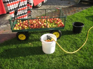 2015 Cider Making 3