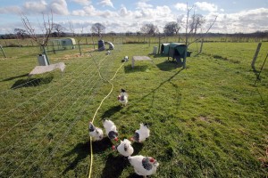 2016 spring move light sussex bantams