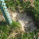 2016 chicken dirt bath 2