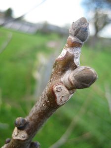 2016 walnut bud 1