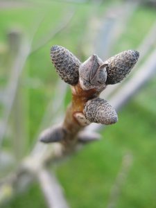 2016 walnut bud 2