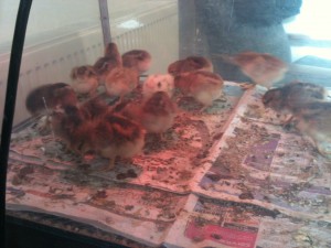 Brown Leghorn Bantams