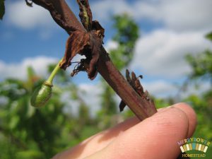 2016 bacterial canker 3