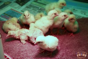 Light Sussex Chicks newly hatched