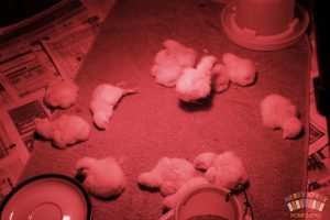 Light Sussex Chicks asleep in a circle