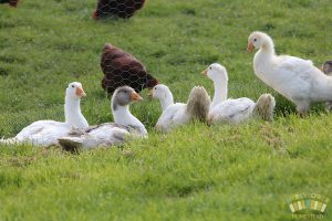 West of England Goslings