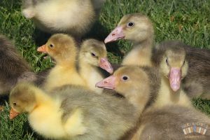 West of England Goslings