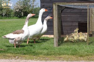 2016 goslings west of england 3
